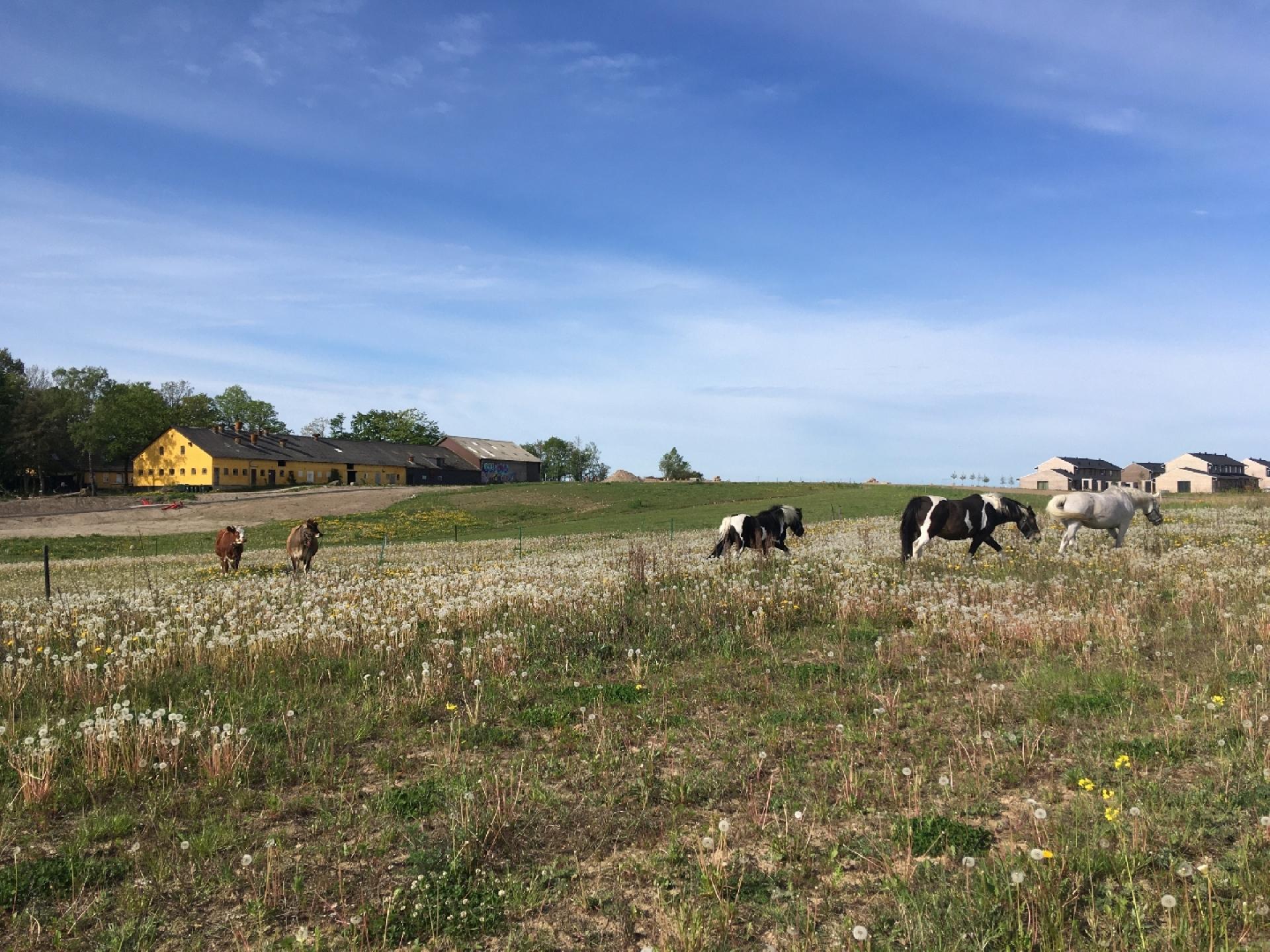 Inden byggeriet af Hyllegaard Høje overhovedet er sat i gang, har det kostet initiativtagerne over 50 mio. kr. Bofællesskabet vil integrere natur, fødevareproduktion og bosættelse i én landsby med fokus på bæredygtighed og egen strøm og varme.