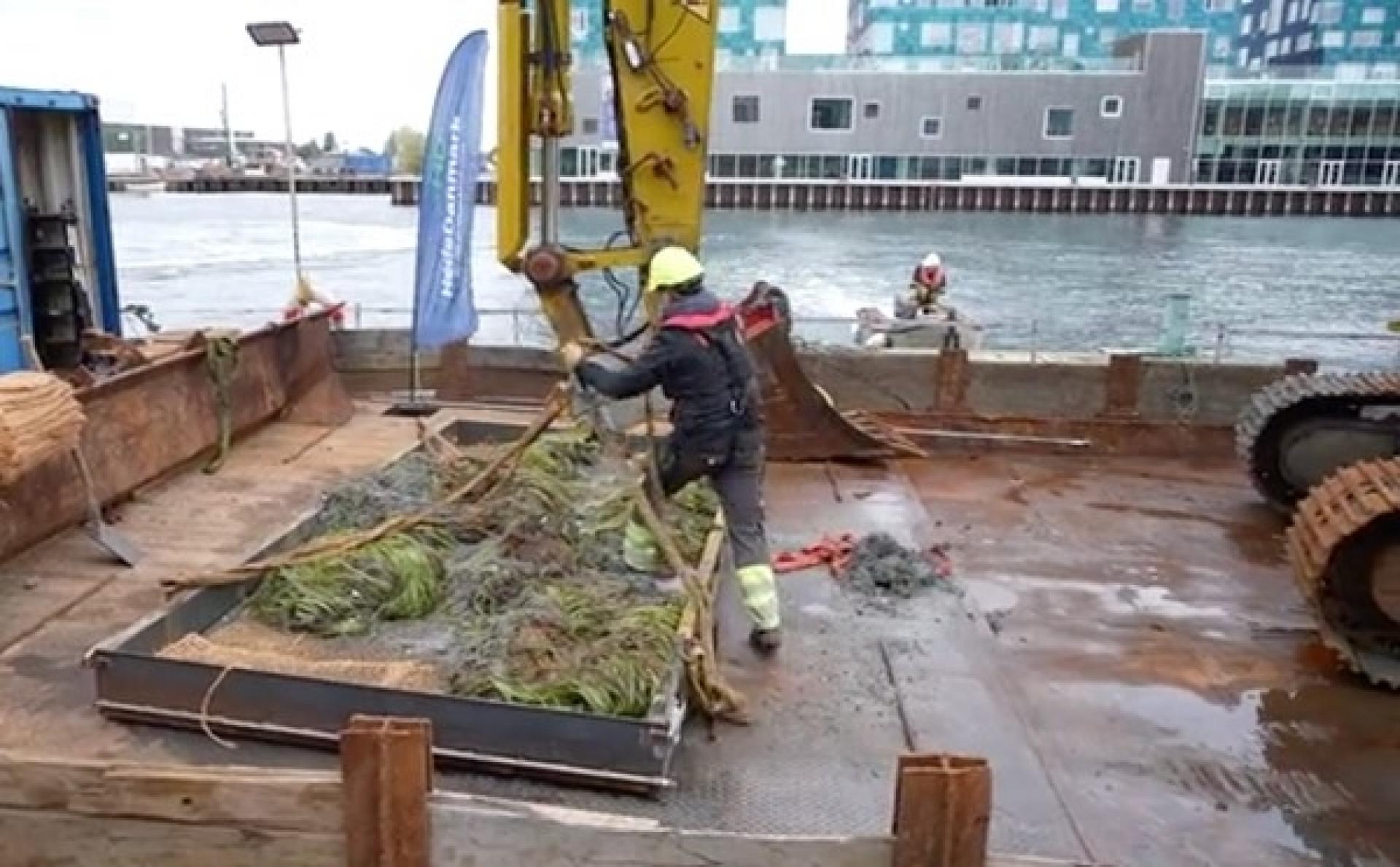 Ålegræs er en af de vigtigste planter i de indre danske farvande, hvor det bl.a. modvirker kysterosion, er levested for mange arter og er et vigtigt værktøj mod klimaforandringer. Foto: By & Havn