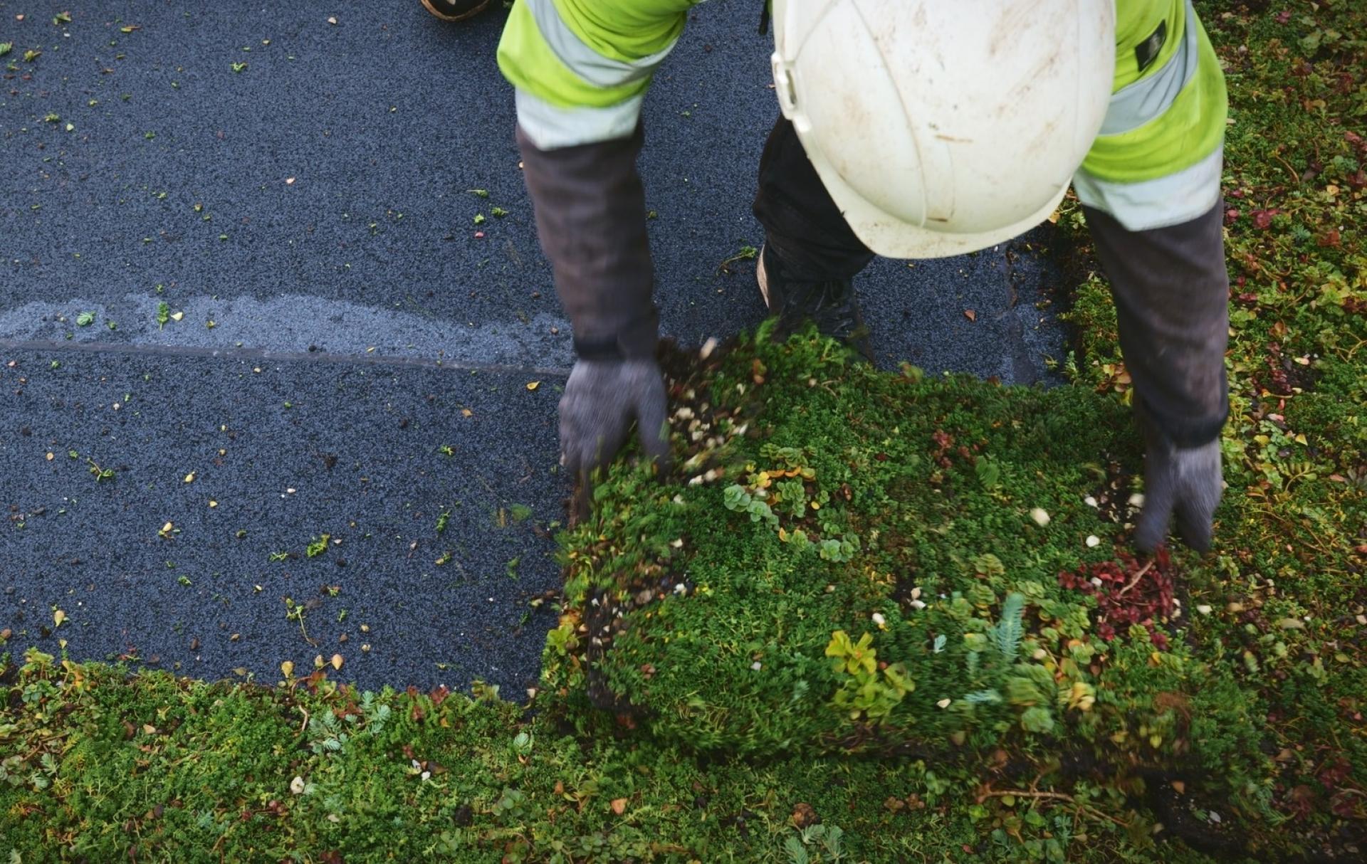 I alt udgøres Skandinaviens største grønne tag på DSV's nye logistikcenter i Ringsted af 112.264 sedumbakker. Foto: Nature Impact.