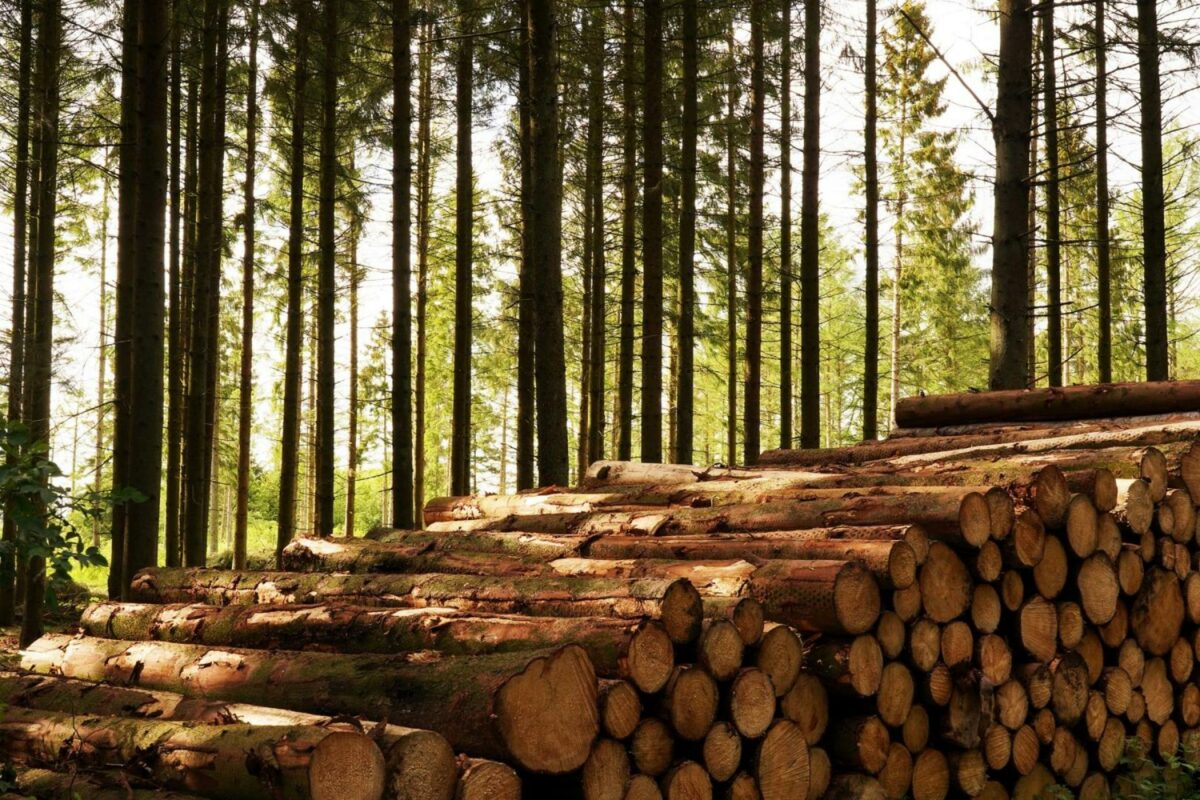 Der er træ nok at bruge af i Europa, lyder en af konklusionerne i rapporten  State of Europe's Forest 2020. Foto: Palsgaard Spær.