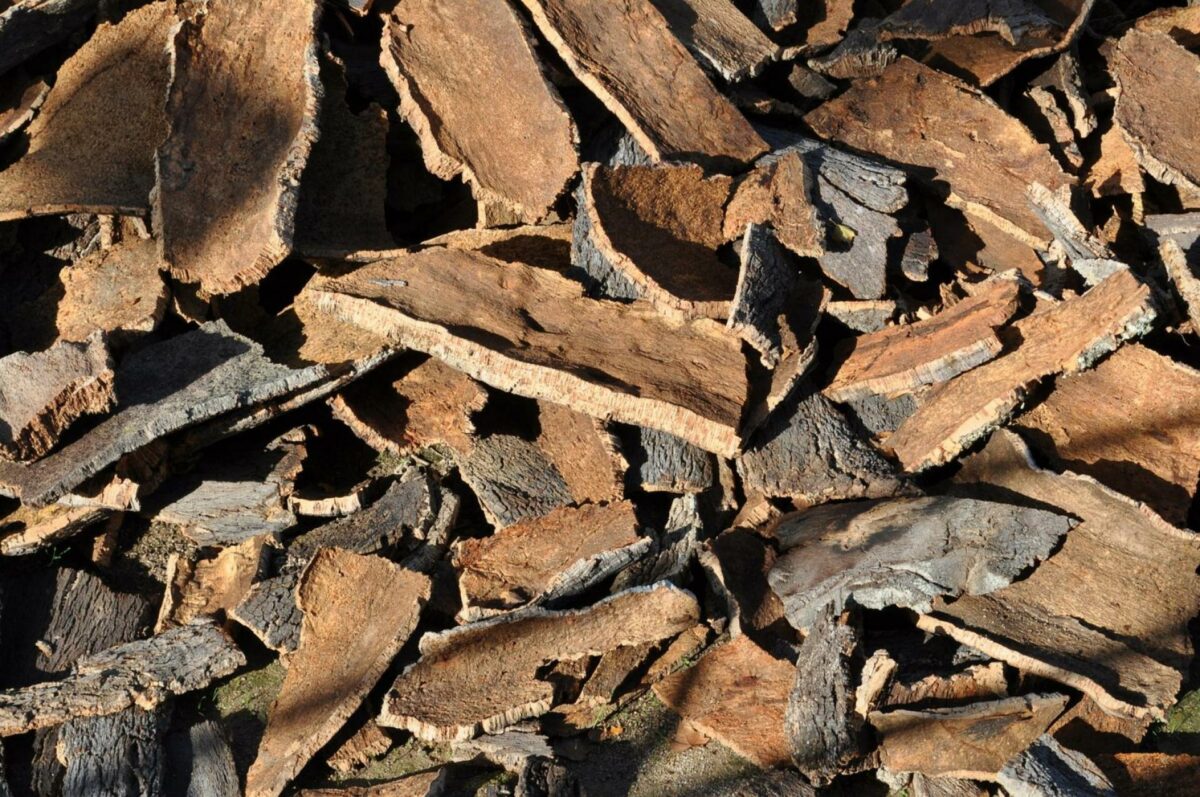 Korken består af bark fra træet korkeg, som høstes hvert niende år. Foto: Greenday.