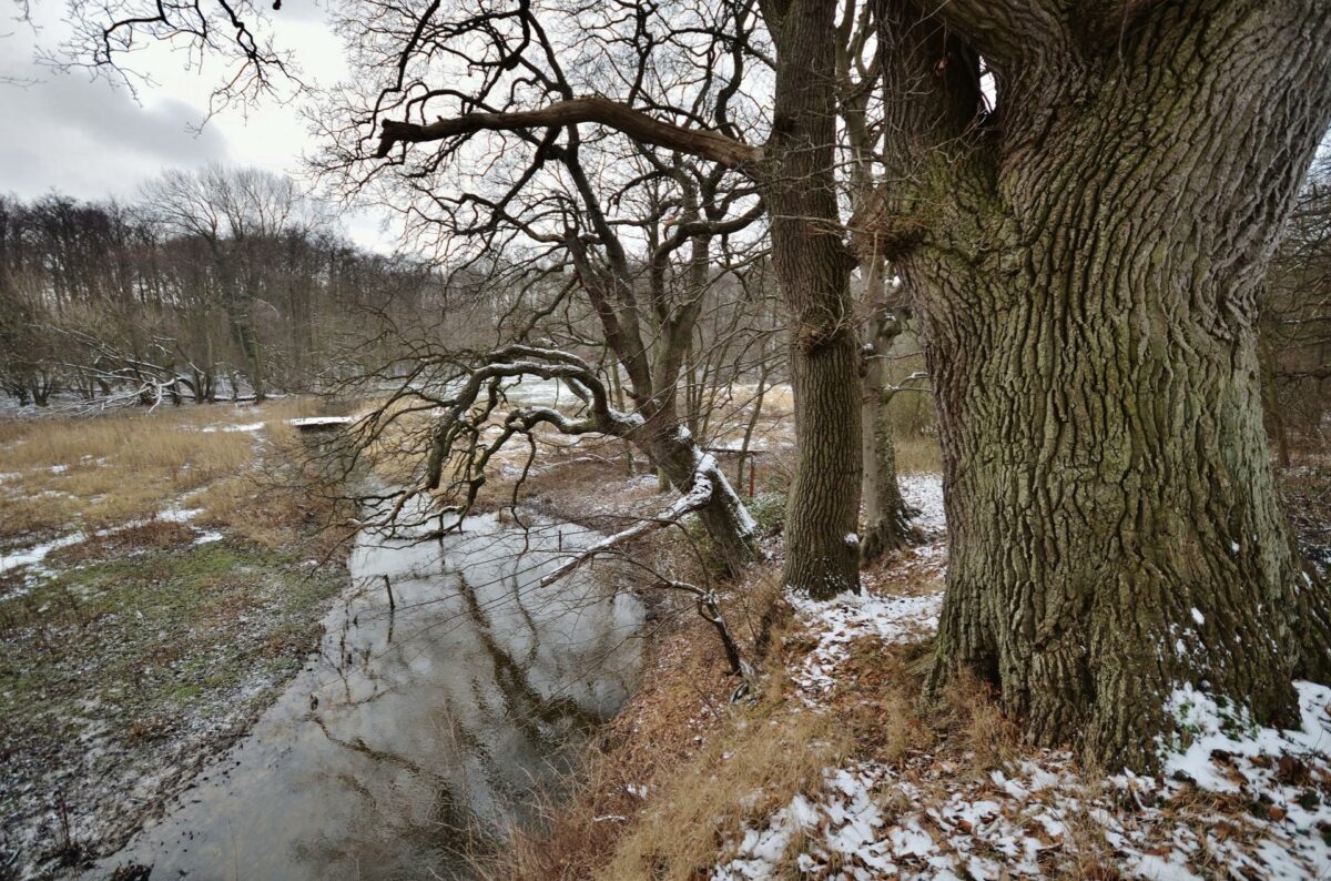 Ringsted Ådal skal aftage vandmængderne fra Ringsted by i et nyt projekt. Billedet ovenstående er dog fra Vejstrup. Foto: Colourbox.