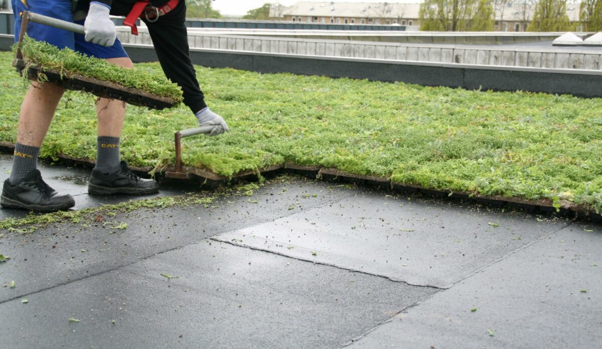 Moderne grønne tagløsninger er nemme og sikre at lægge ud. Overskydende vand fjernes, samtidig med at planterne trives. Pressefoto.