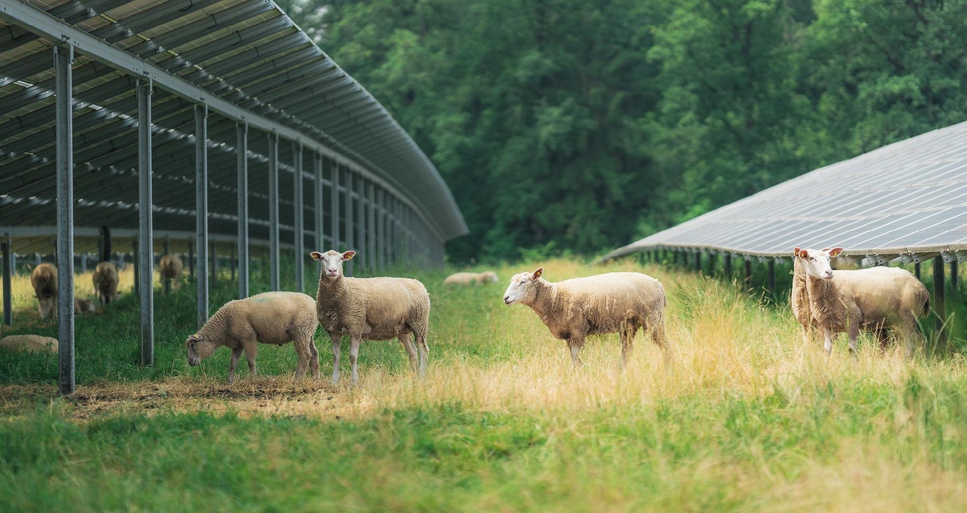 Får er en god og miljøvenlig måde at holde græsset mellem solcellerne nede. Det kan blive aktuelt i Østerskov Solenergipark. Foto: Obton.